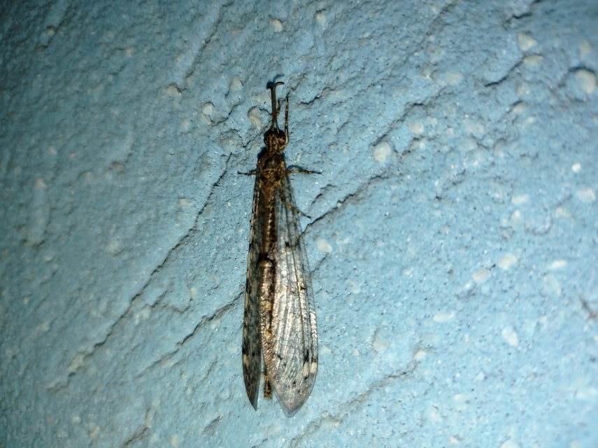 Distoleon tetragrammicus - négyfoltos hangyaleső