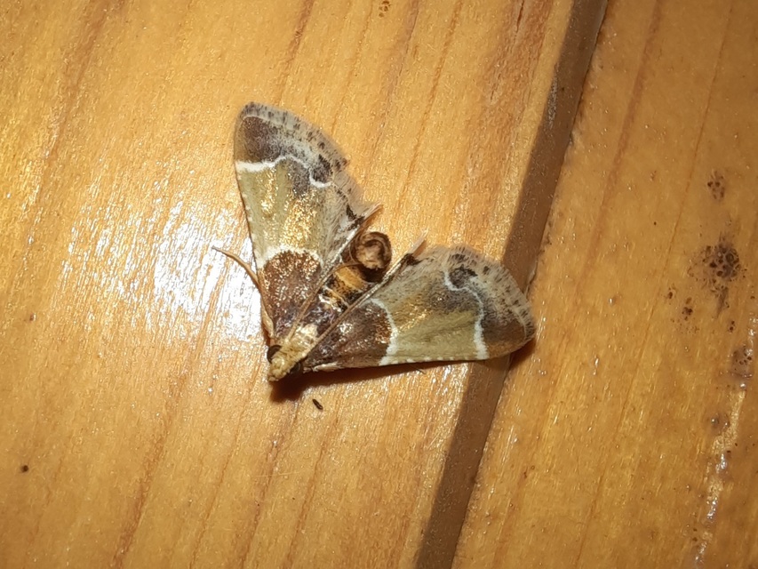 Pyralis farinalis - lisztilonca