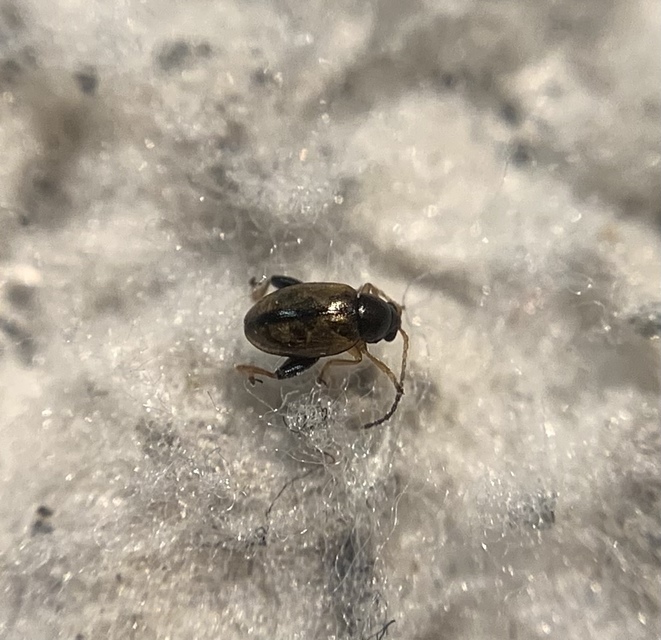 Longitarsus nasturtii