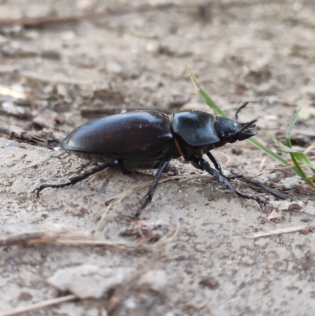 Lucanus cervus - nagy szarvasbogár
