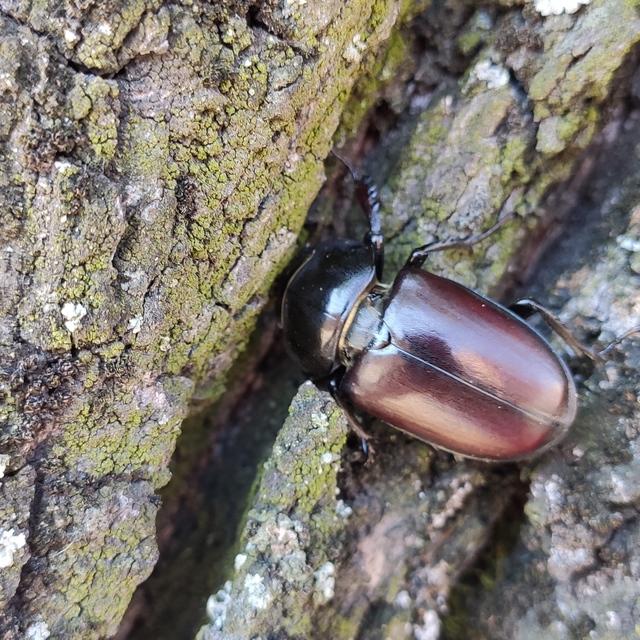 Lucanus cervus - nagy szarvasbogár
