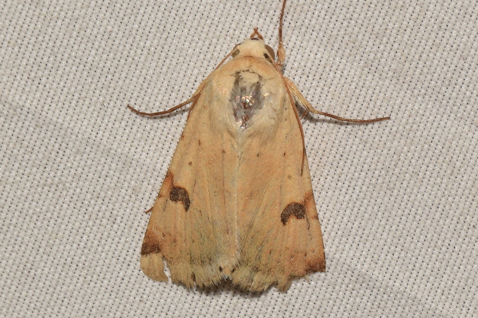 Heliothis peltigera - nagy veteménybagoly