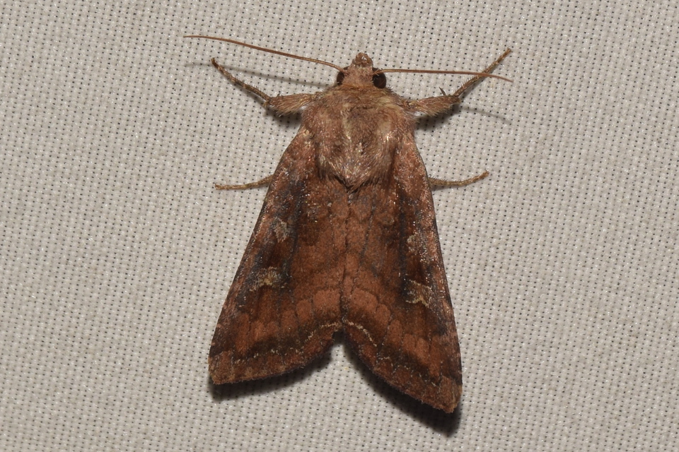 Lacanobia splendens - mocsári kertibagoly