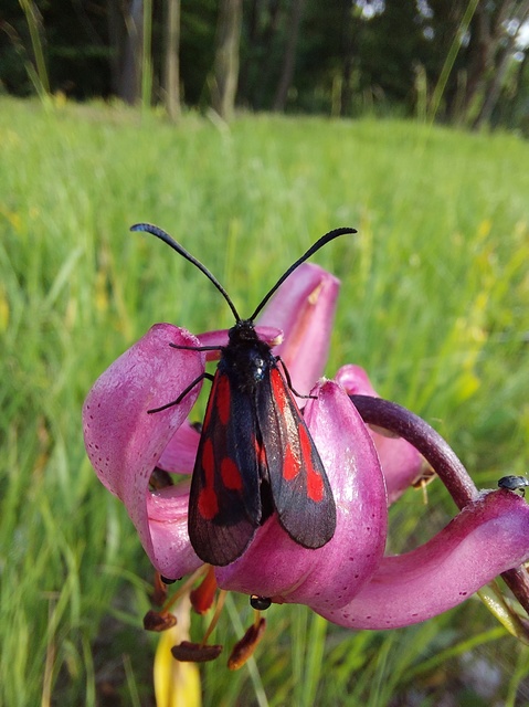 Zygaena osterodensis - ördögszem-csüngőlepke