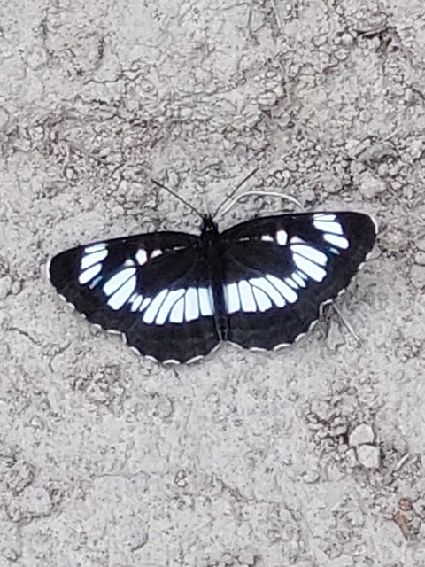 Neptis rivularis - nagy fehérsávoslepke