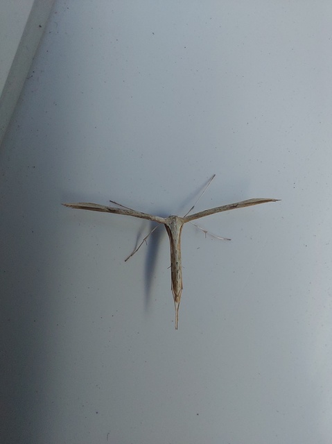 Emmelina monodactyla/argoteles