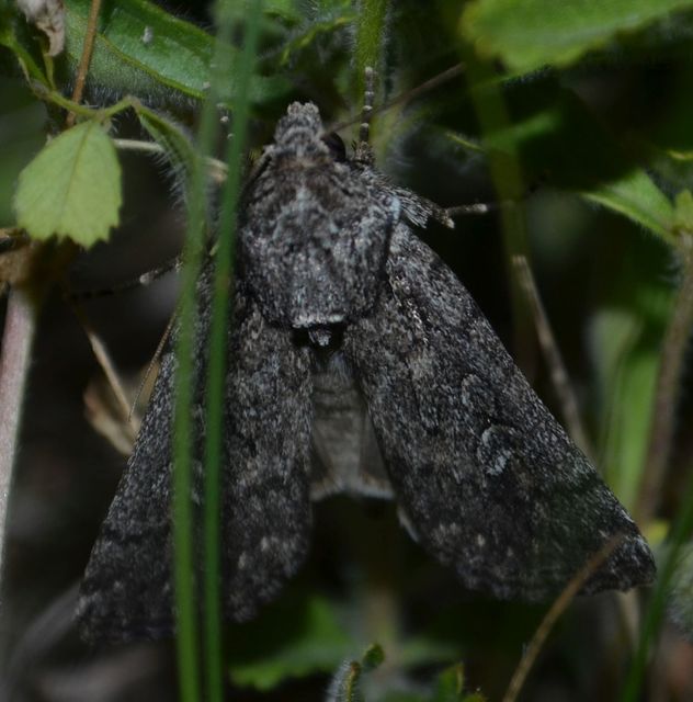 Dichagyris forcipula - szürkésbarna földibagoly
