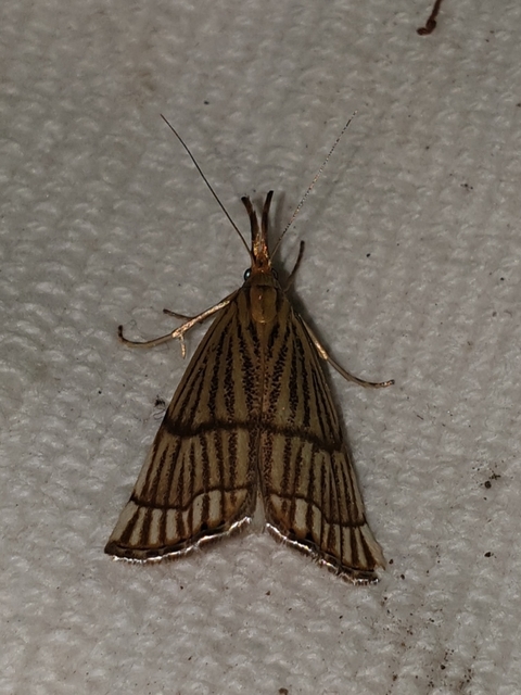Chrysocrambus linetella - déli fűgyökérmoly