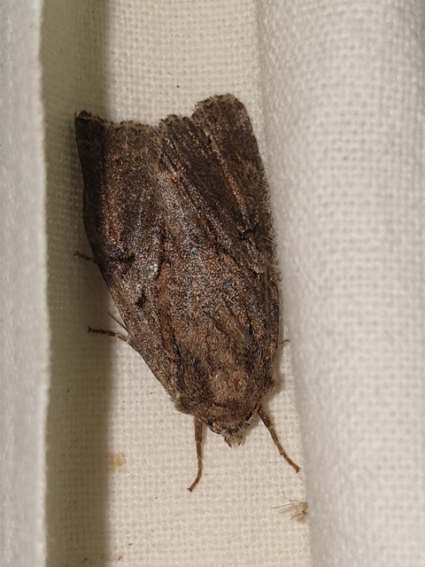 Apterogenum ypsillon - ipszilon-erdeibagoly