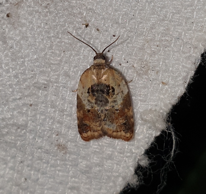 Acleris variegana - tarka levélmoly
