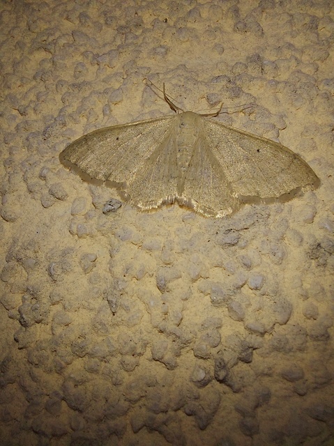 Idaea straminata - szalmasárga sávosaraszoló