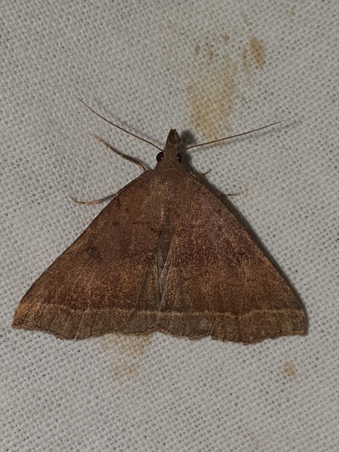 Pechipogo plumigeralis - tollascsápú karcsúbagoly