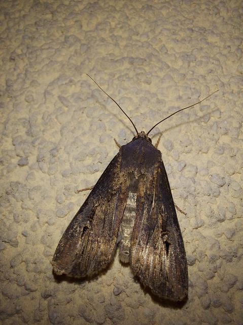 Agrotis ipsilon - nagy földibagoly