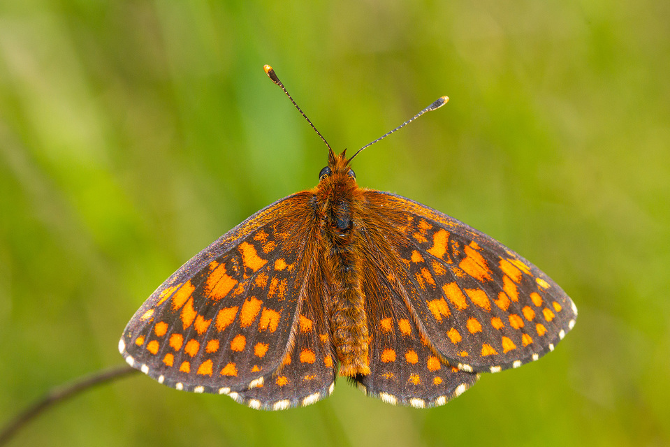 Melitaea aurelia - recés tarkalepke
