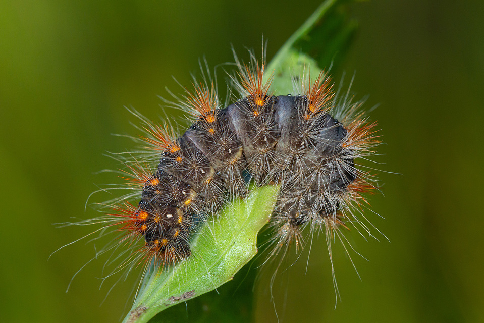 Acronicta auricoma - aranyos szigonyosbagoly