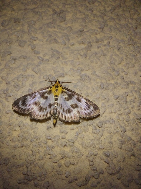Anania hortulata - tarka csalánmoly