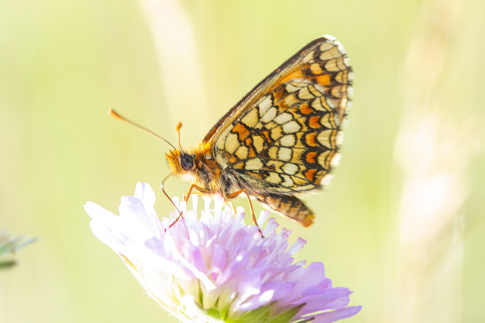 Melitaea aurelia - recés tarkalepke