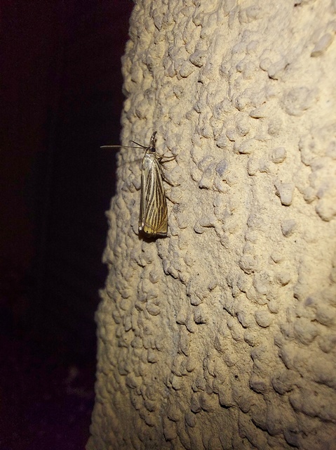 Chrysoteuchia culmella - kerti fűgyökérmoly