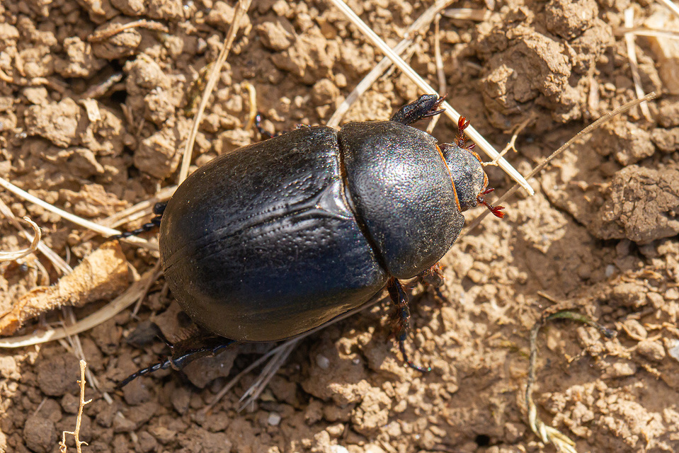 Pentodon idiota - butabogár