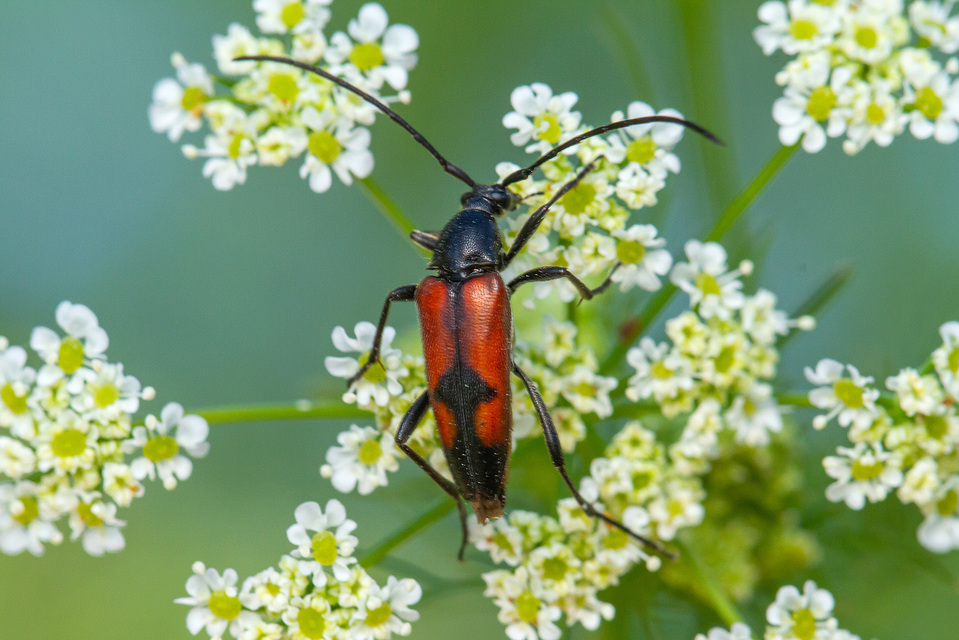 Stenurella bifasciata - kétöves karcsúcincér