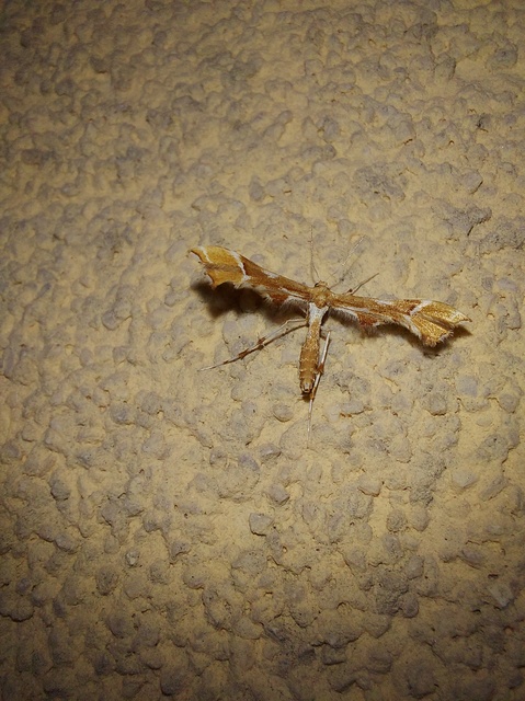 Cnaemidophorus rhododactyla - rózsabogyó-tollasmoly
