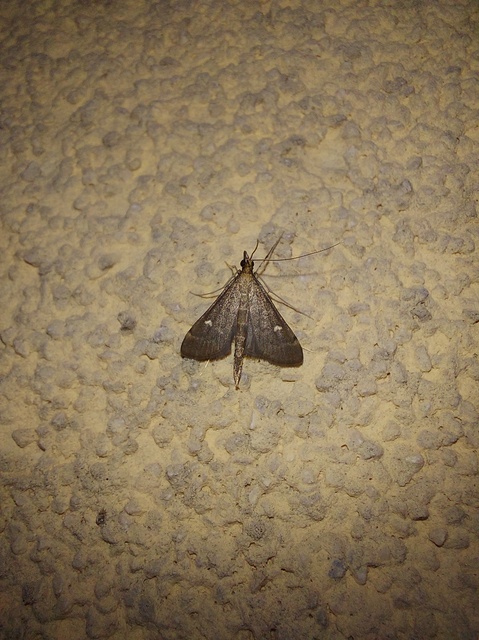 Dolicharthria punctalis - hosszúlábú tűzmoly