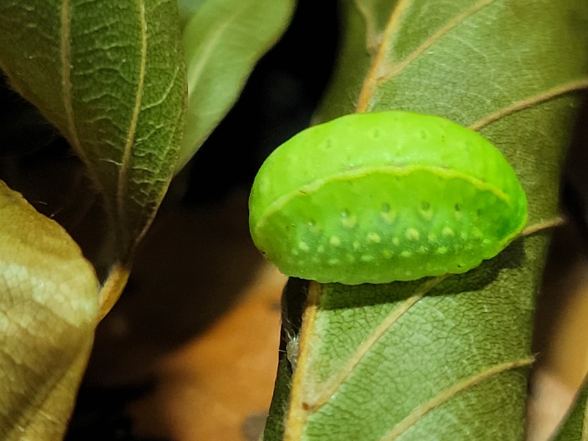 Apoda limacodes - kagylólepke