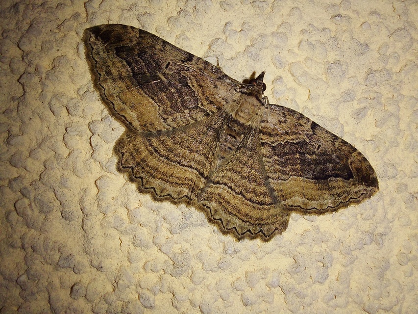 Philereme transversata - varjútövis-araszoló