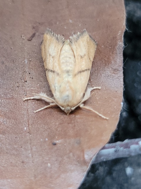 Apoda limacodes - kagylólepke