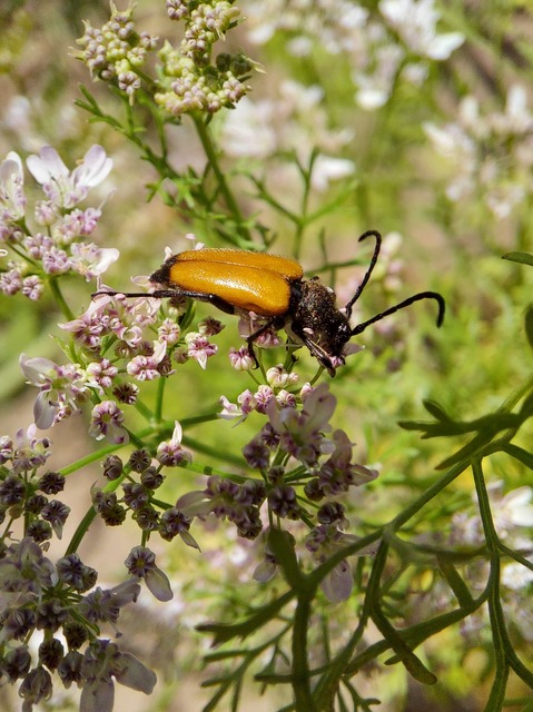 Stictoleptura fulva - vörhenyes virágcincér