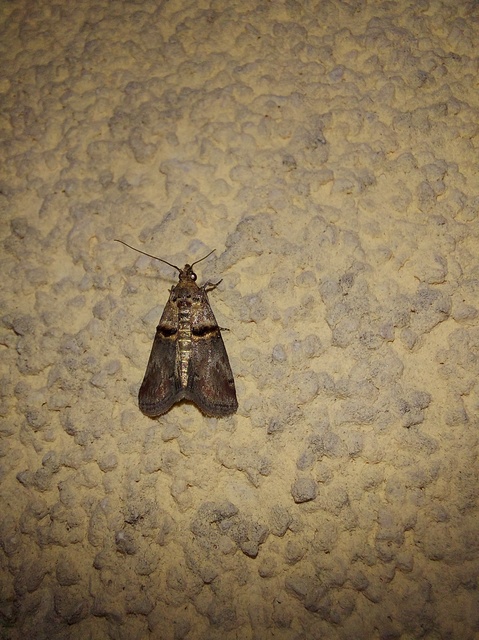 Trachonitis cristella - bokorrágó karcsúmoly
