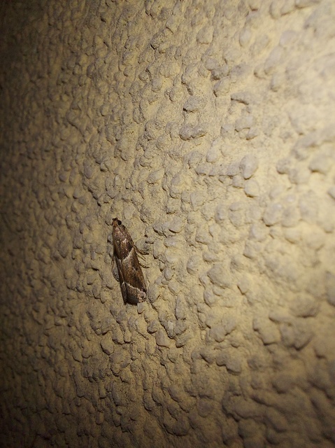 Nyctegretis lineana - agátszínű karcsúmoly