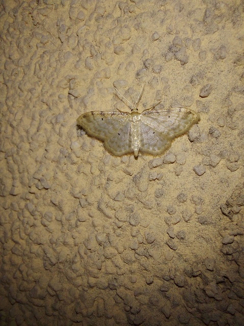 Idaea fuscovenosa - szürkeszélű apróaraszoló