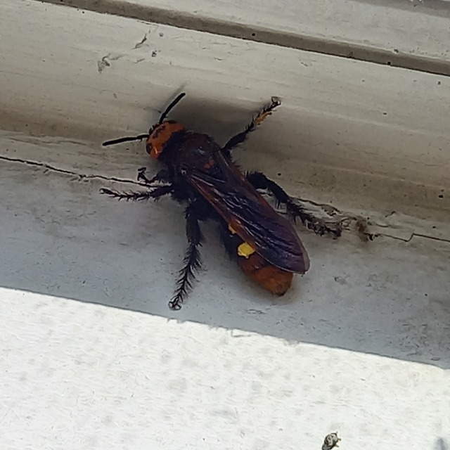 Megascolia maculata - óriás-tőrösdarázs