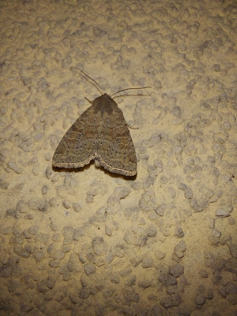 Parastichtis suspecta - sötét erdeibagoly