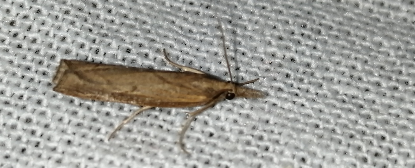 Pediasia contaminella - mocskos fűgyökérmoly