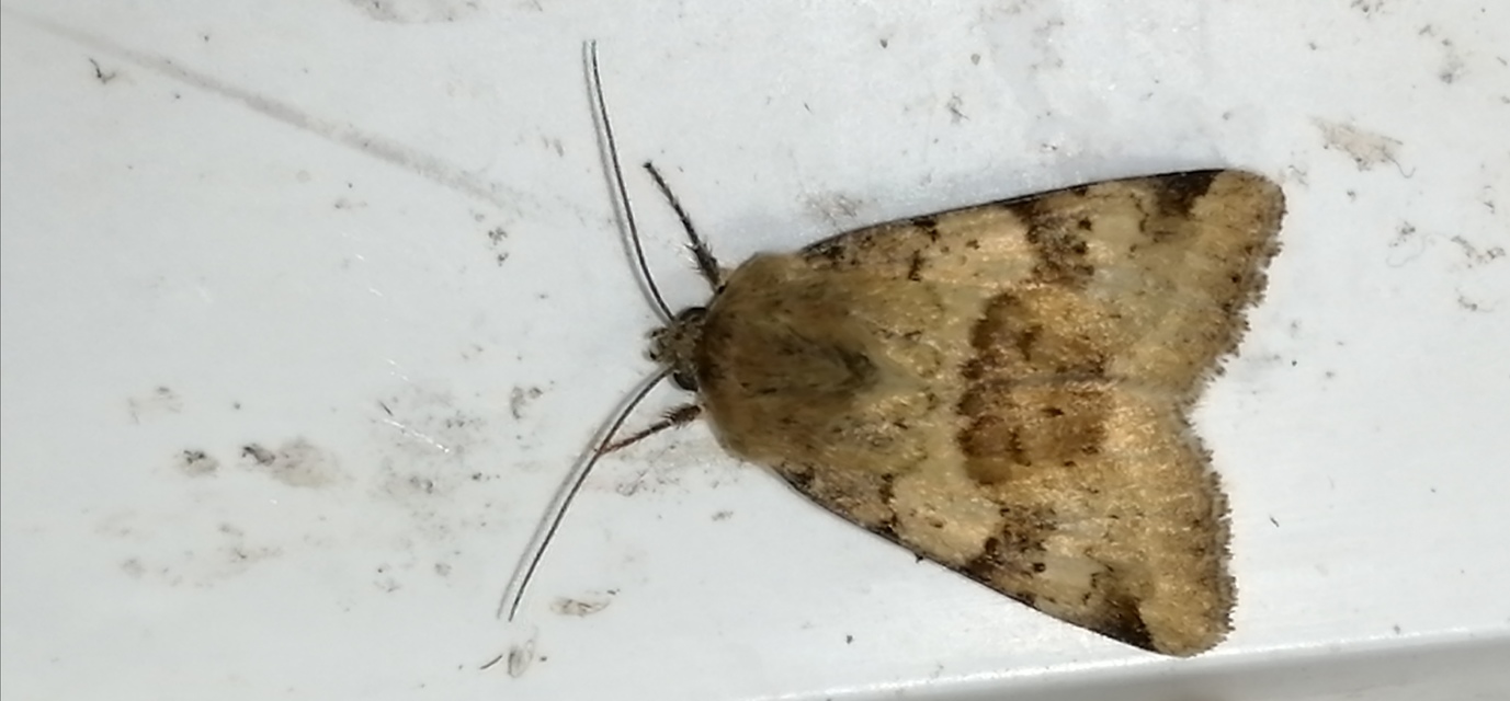 Heliothis viriplaca - mácsonyabagoly
