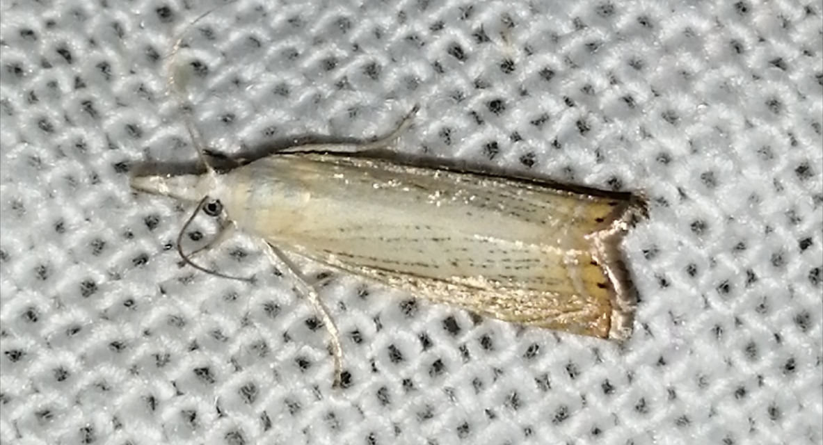 Chrysoteuchia culmella - kerti fűgyökérmoly