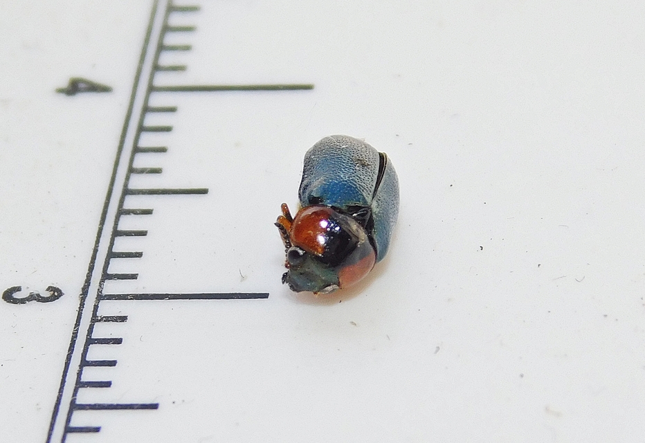 Smaragdina xanthaspis - cser-zsáklevelész