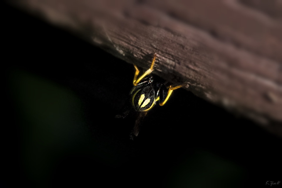 Leucospis dorsigera