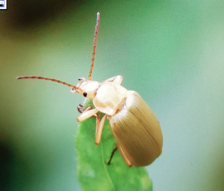 Cteniopus sulphureus - közönséges kénbogár