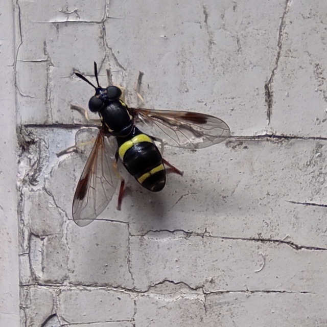 Chrysotoxum bicinctum - kétpántos öveslégy