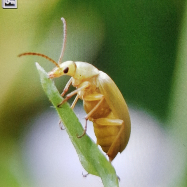 Cteniopus sulphureus - közönséges kénbogár
