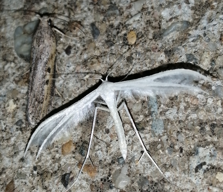 Pterophorus pentadactyla - fehér tollasmoly