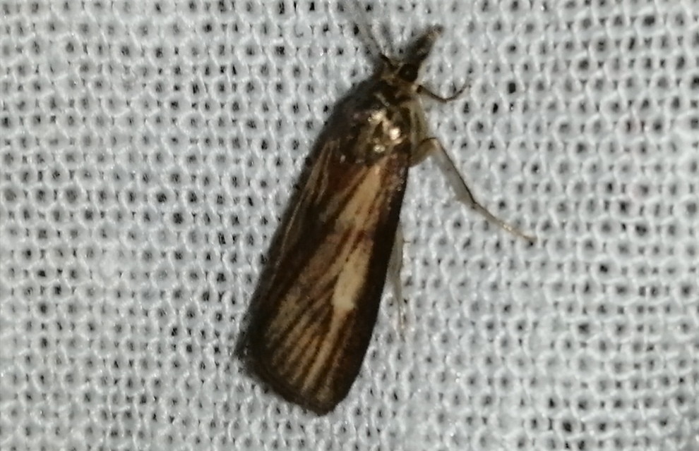 Hypochalcia decorella - barna karcsúmoly