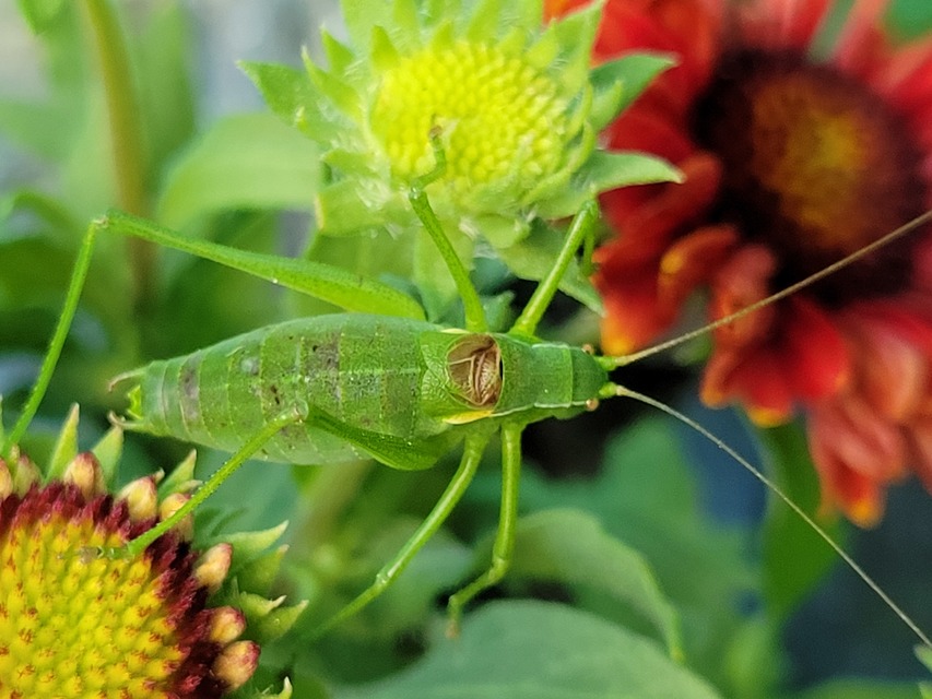 Isophya camptoxypha - kárpáti tarsza