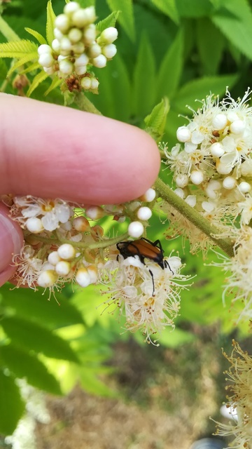 Stictoleptura fulva - vörhenyes virágcincér