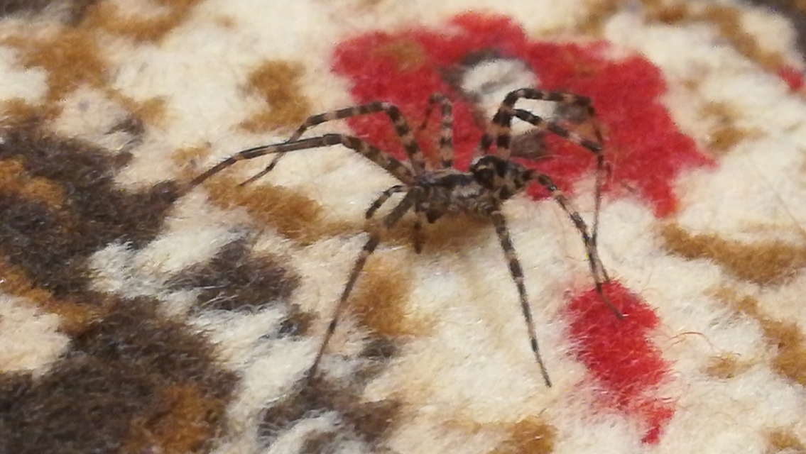 Tegenaria
