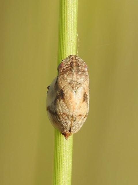 Lepyronia coleoptrata