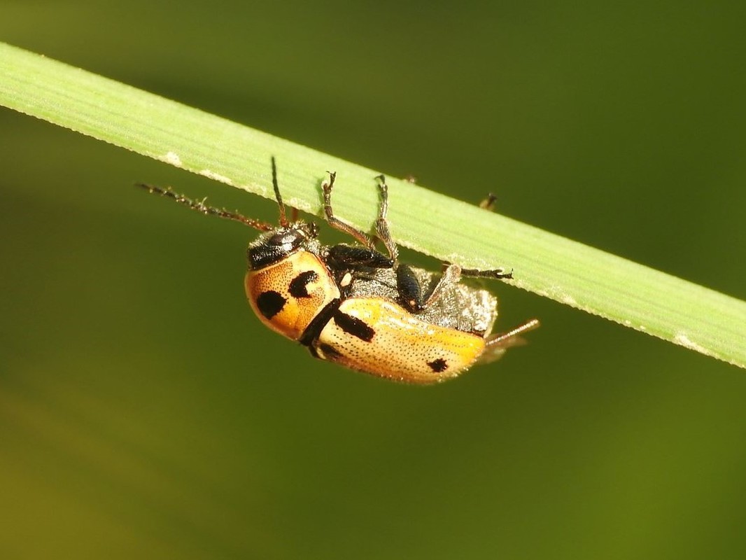 Cryptocephalus quatuordecimmaculatus - tizennégyfoltos zömökbogár